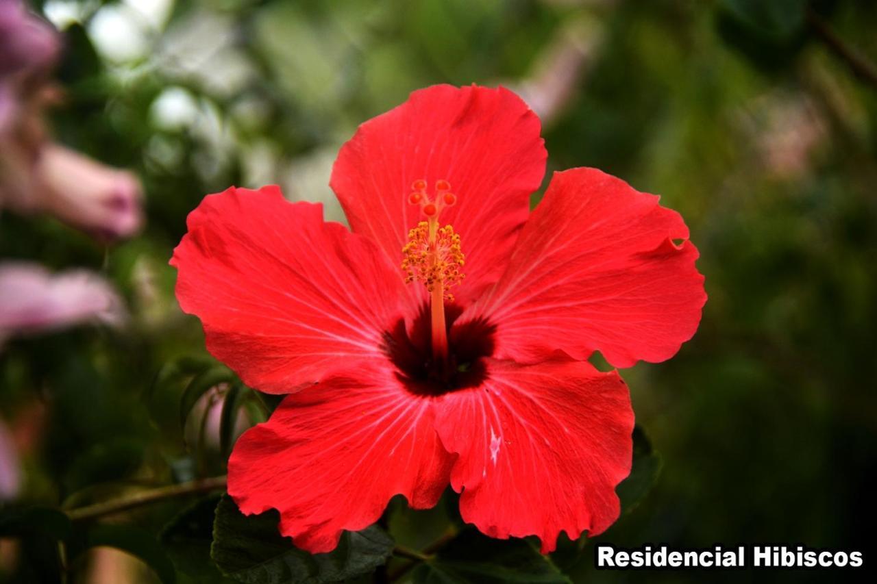 Residencial Hibiscos - Vista Mar Villa Garopaba Bagian luar foto
